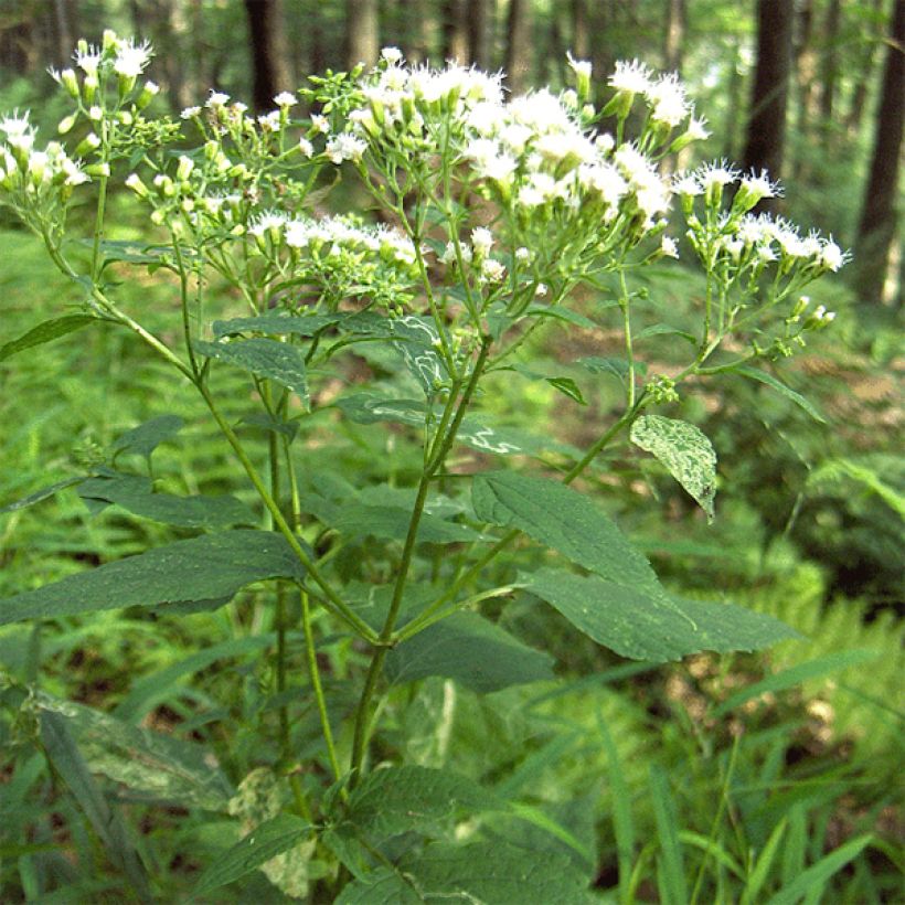 Eupatorium rugosum (Hábito)