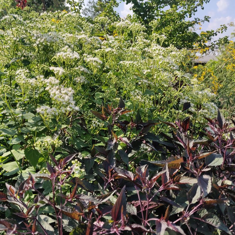 Eupatorium altissima Chocolate (Hábito)