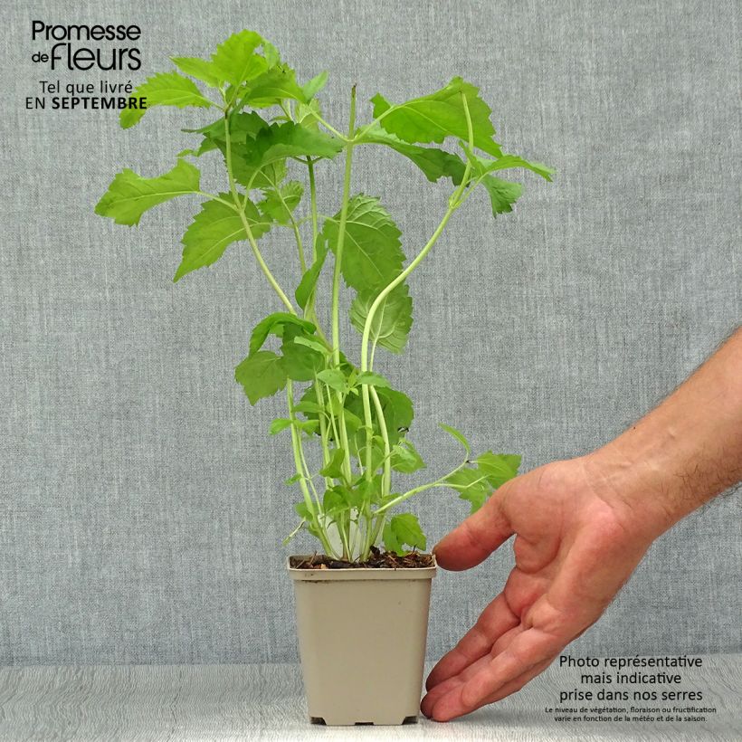 Amostra de Eupatorium rugosum Vaso de 8/9 cm tal como entregue no outono