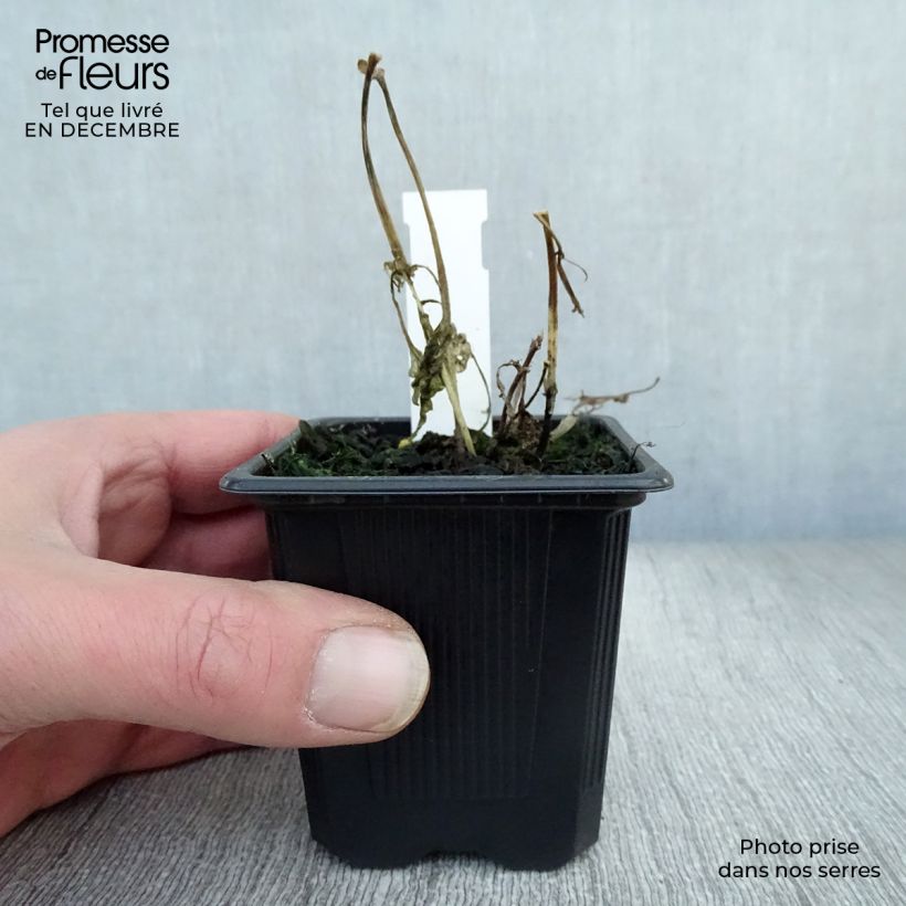 Amostra de Eupatorium rugosum, Eupatoire Vaso de 8/9 cm tal como entregue no inverno