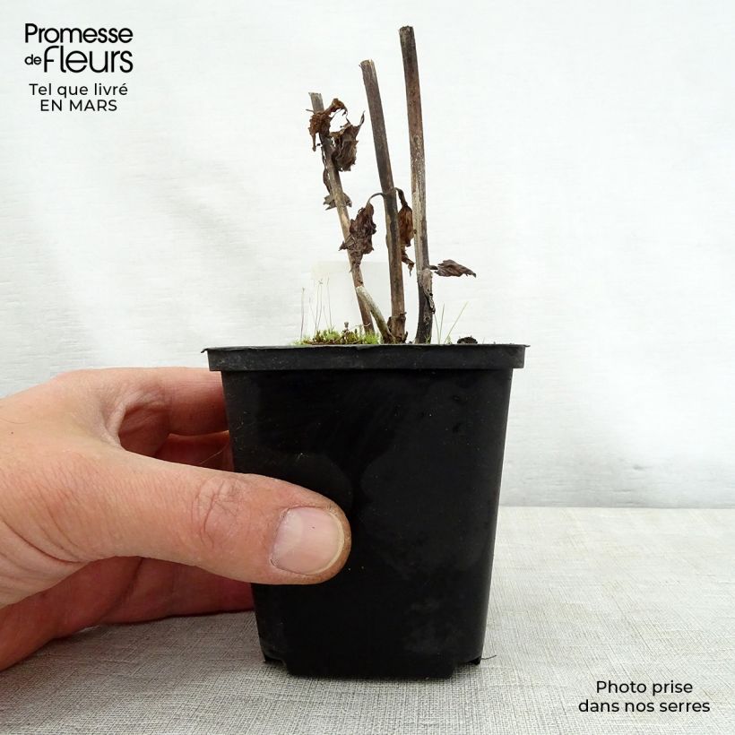 Amostra de Eupatorium rugosum Braunlaub Vaso de 8/9 cm tal como entregue na primavera