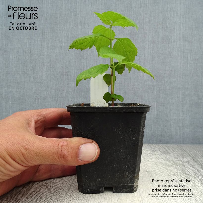 Amostra de Eupatorium rugosum Braunlaub Vaso de 8/9 cm tal como entregue no outono
