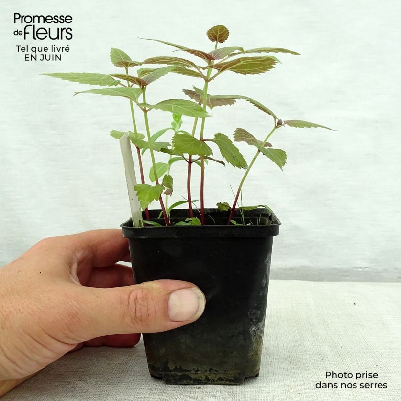 Amostra de Eupatorium rugosum Braunlaub Vaso de 8/9 cm tal como entregue no verão