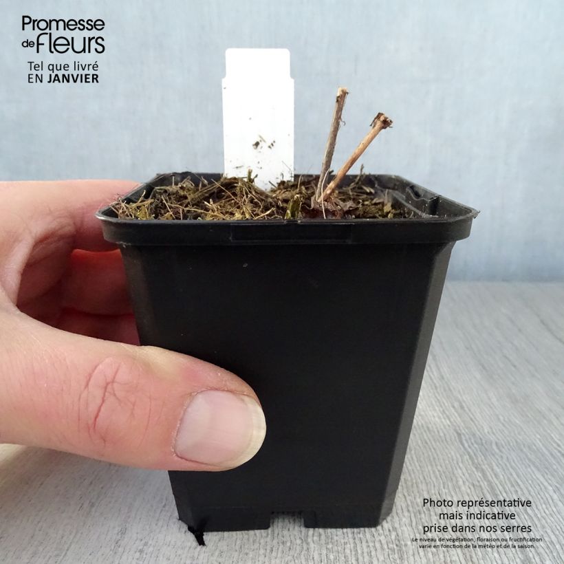 Amostra de Eupatorium rugosum braunlaub ou Ageratina altissima Vaso de 8/9 cm tal como entregue no inverno