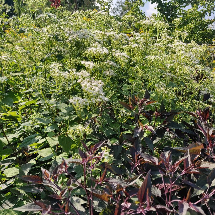 Eupatorium rugosum Braunlaub (Hábito)