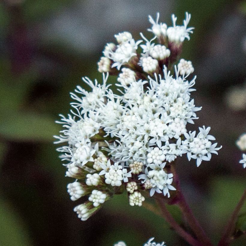 Eupatorium altissima Chocolate (Floração)