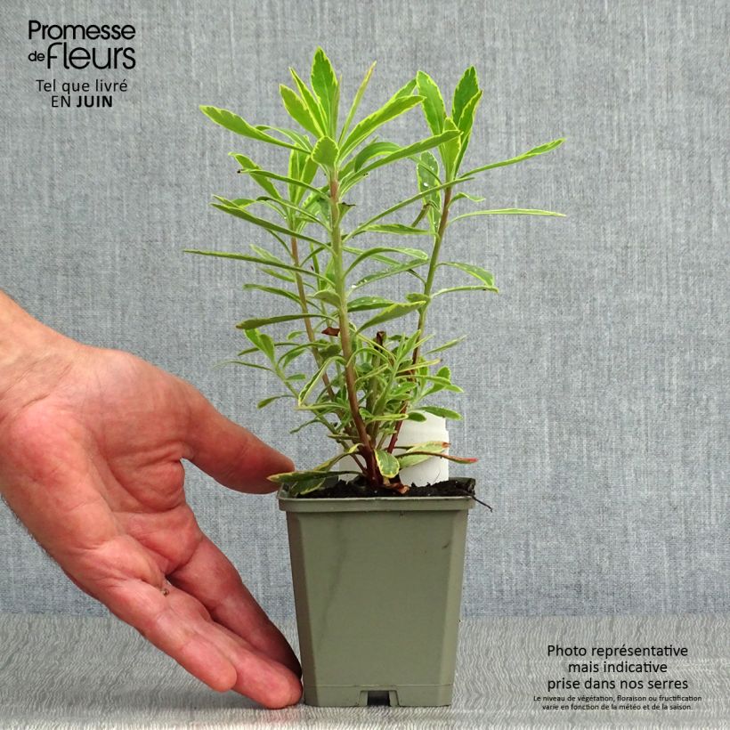 Amostra de Euphorbia martinii Ascot Rainbow Vaso de 8/9 cm tal como entregue no verão
