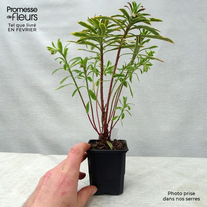 Amostra de Euphorbe Ascot Rainbow Vaso de 8/9 cm tal como entregue no inverno