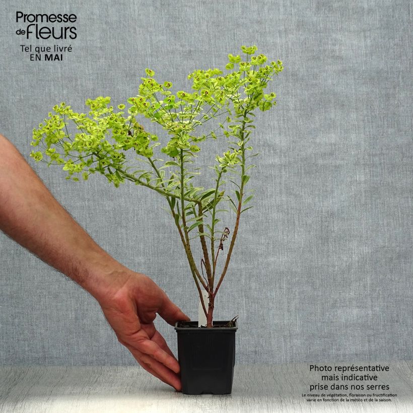Amostra de Euphorbia martinii Ascot Rainbow Vaso de 8/9 cm tal como entregue na primavera