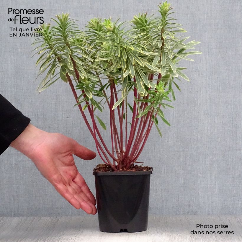 Amostra de Euphorbe Ascot Rainbow Vaso de 1,5 L/2 L tal como entregue no inverno