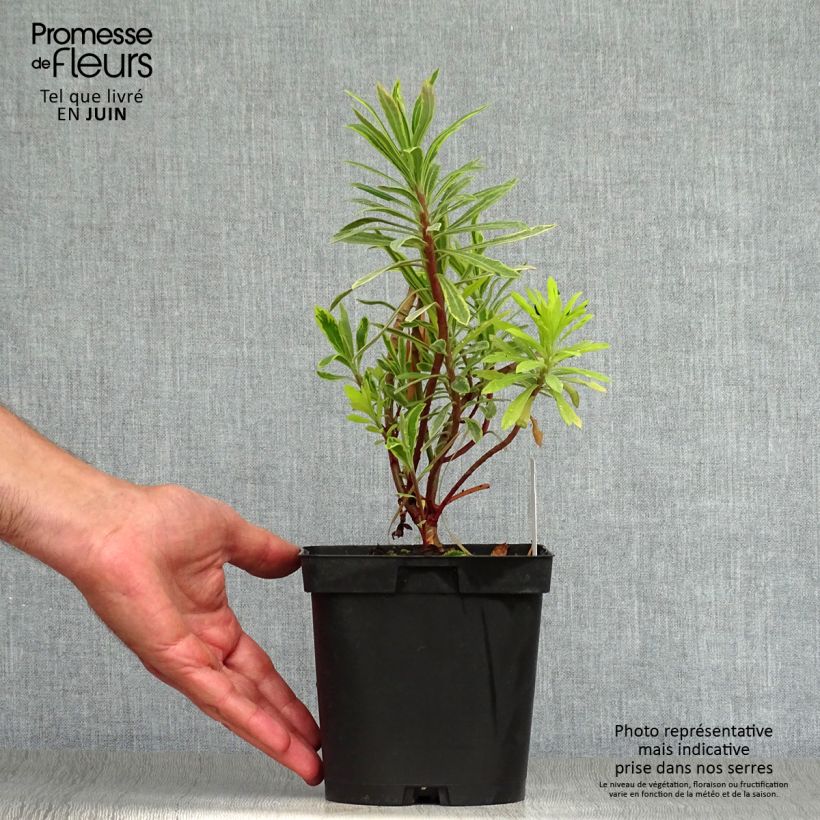 Amostra de Euphorbia martinii Ascot Rainbow Vaso de 1,5 L/2 L tal como entregue no verão