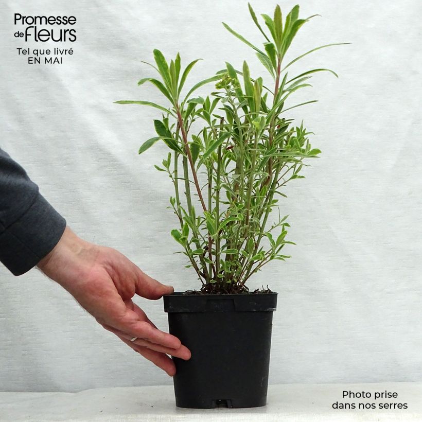 Amostra de Euphorbia martinii Ascot Rainbow Vaso de 1,5 L/2 L tal como entregue na primavera