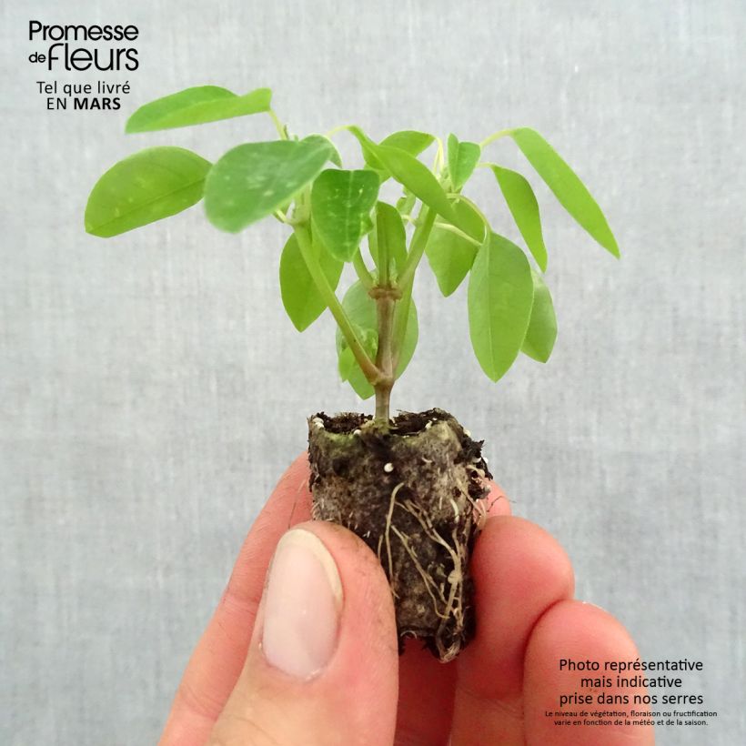 Amostra de Euphorbe Diamond Frost - Chamaesyce hypericifolia  Mini-torrão Ø 1,5/2,5 cm tal como entregue na primavera