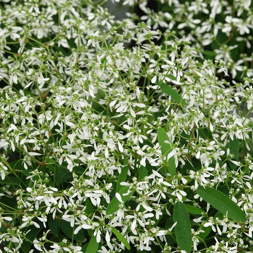 Euphorbia hypericifolia Diamond Frost (Folhagem)