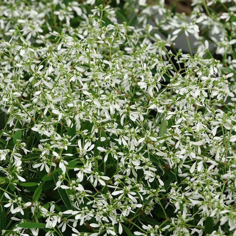 Euphorbia hypericifolia Diamond Frost (Floração)