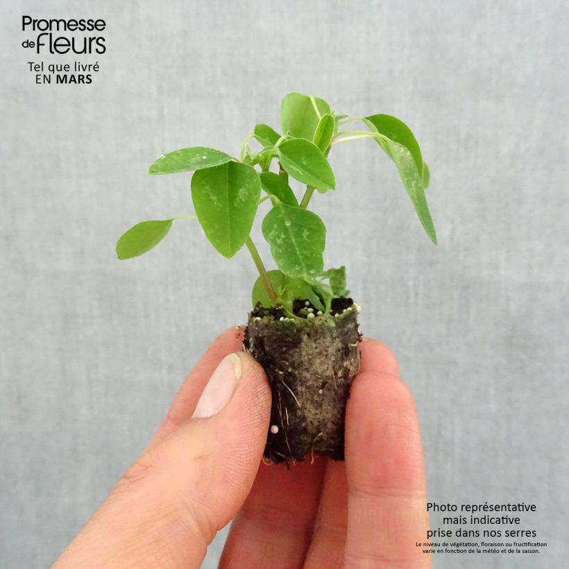 Amostra de Euphorbe Diamond Snow - Chamaesyce hypericifolia Mini-torrão Ø 1,5/2,5 cm tal como entregue na primavera