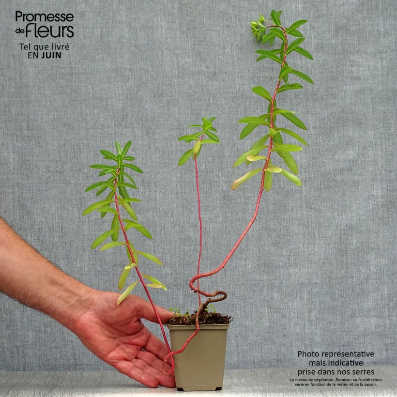 Amostra de Euphorbia cornigera Vaso de 8/9 cm tal como entregue no verão
