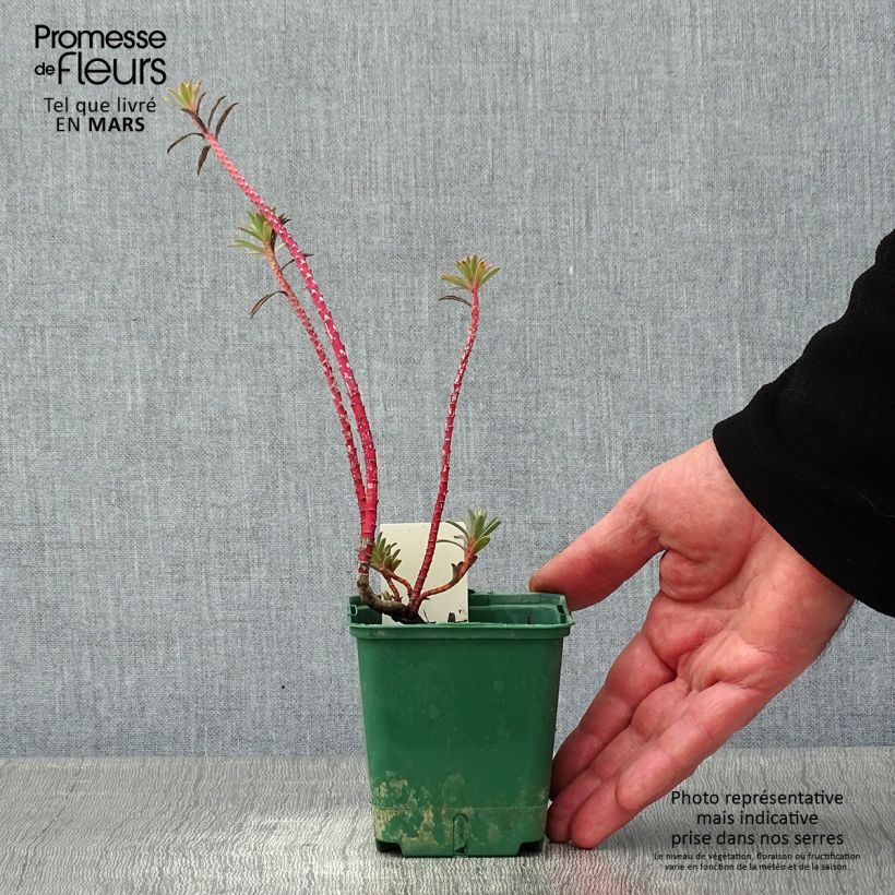 Amostra de Euphorbe, Euphorbia nicaeensis Vaso de 8/9 cm tal como entregue no inverno