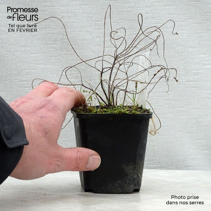 Amostra de Euphorbia cyparissias Cyperus cyparissias Vaso de 8/9 cm tal como entregue no inverno