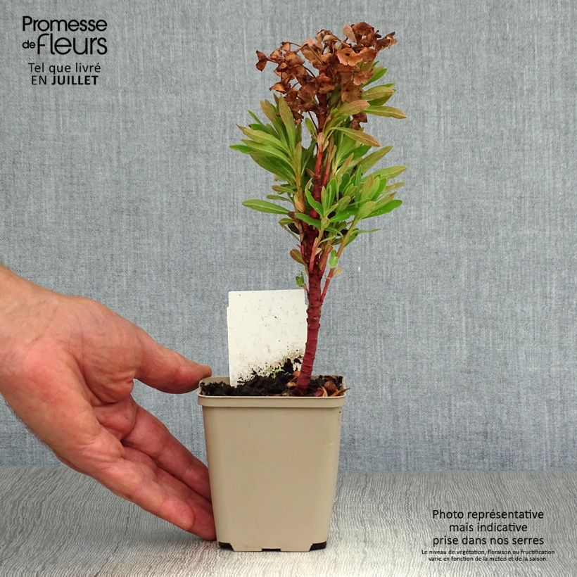 Amostra de Euphorbia Redwing Charam Vaso de 8/9 cm tal como entregue no verão