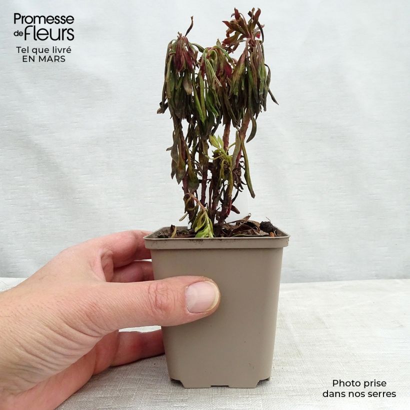 Amostra de Euphorbia Redwing Charam Vaso de 8/9 cm tal como entregue no inverno