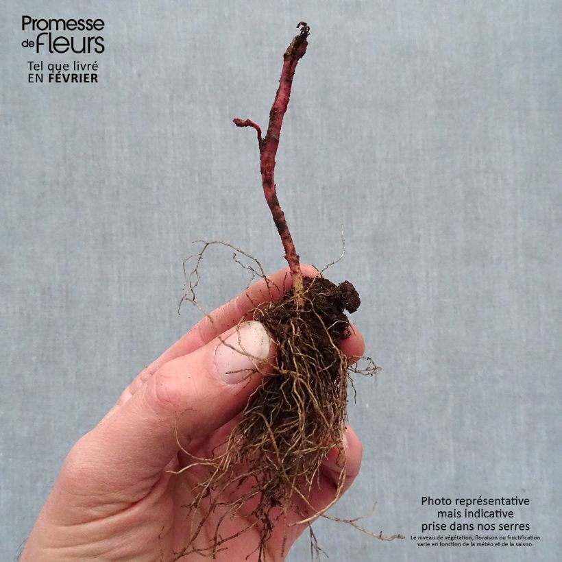 Amostra de Euphorbe amygdaloïdes Frosted Flame Petites Racines nues tal como entregue no inverno