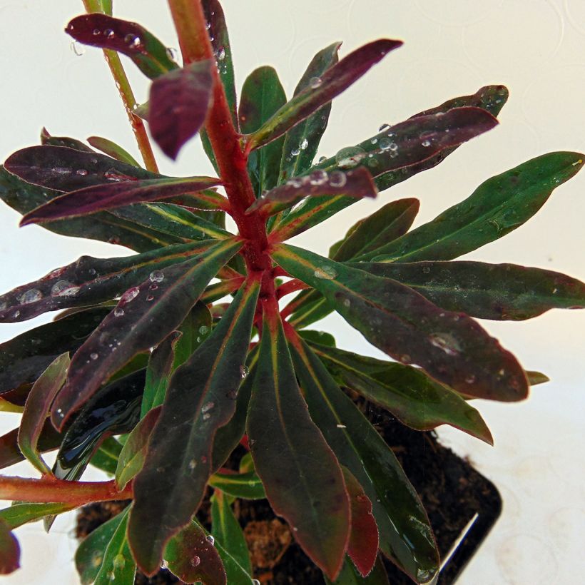 Euphorbia amygdaloides roxa (Folhagem)