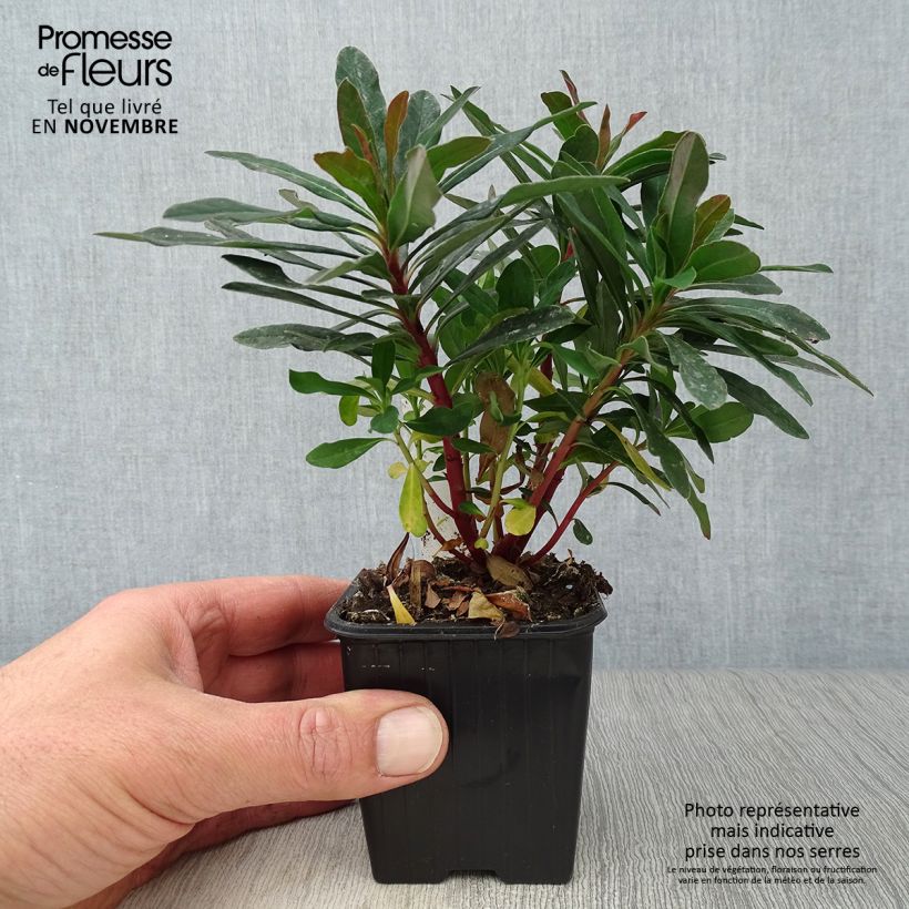 Amostra de Euphorbia amygdaloides roxa Vaso de 8/9 cm tal como entregue no outono