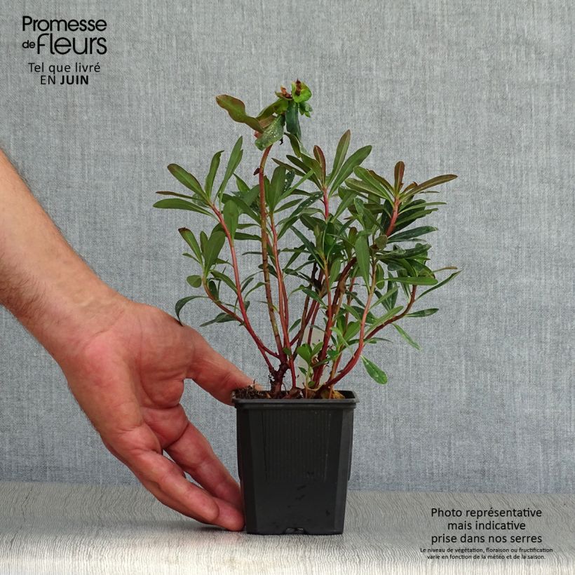 Amostra de Euphorbia amygdaloides roxa Vaso de 8/9 cm tal como entregue no verão