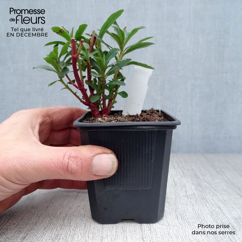 Amostra de Euphorbia amygdaloides purpurea - Euphorbe des bois pourpre Vaso de 8/9 cm tal como entregue no inverno