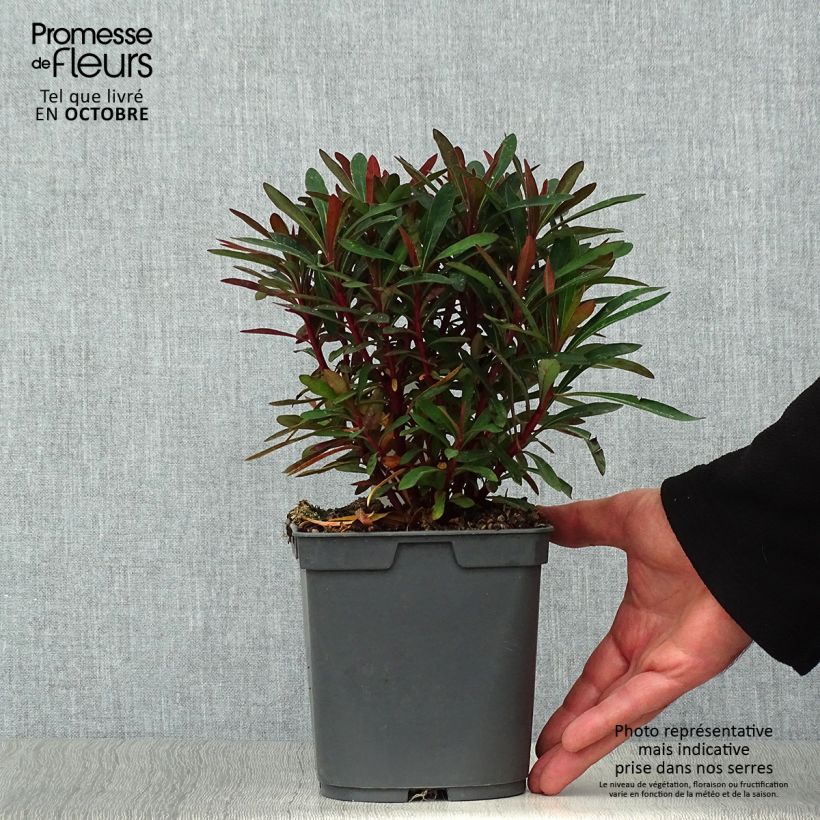 Amostra de Euphorbia amygdaloides roxa Vaso de 2 L/3 L tal como entregue no outono
