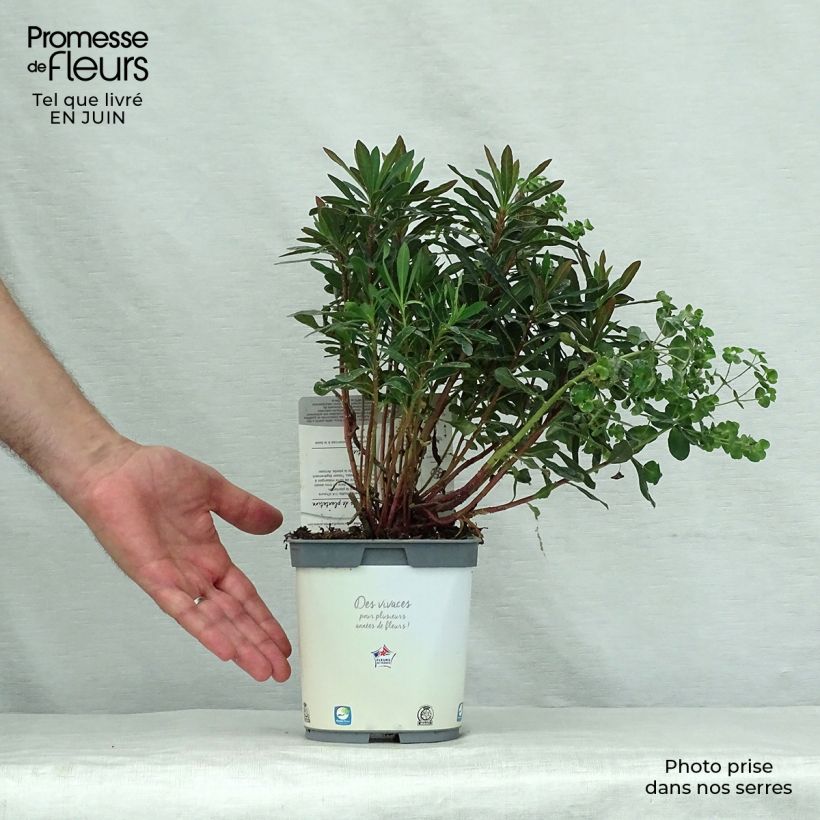 Amostra de Euphorbia amygdaloides roxa Vaso de 2 L/3 L tal como entregue no verão