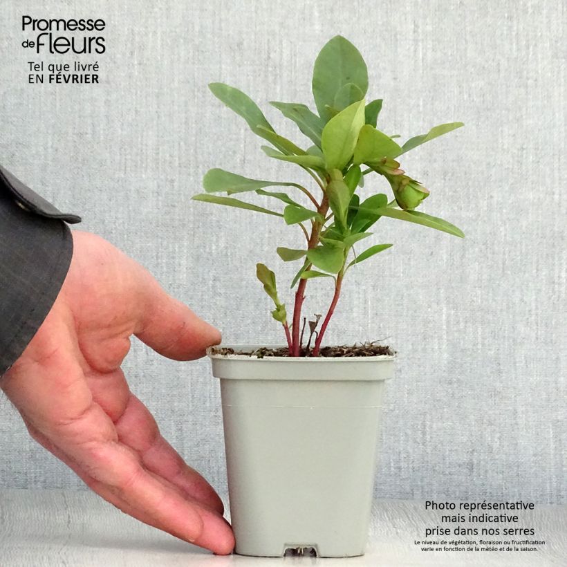 Amostra de Euphorbe amygdaloïdes var. robbiae Vaso de 8/9 cm tal como entregue no inverno