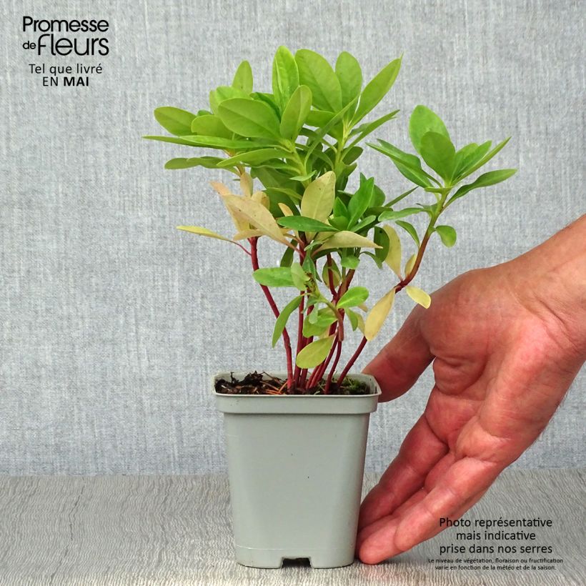 Amostra de Euphorbia amygdaloides var. robbiae Vaso de 8/9 cm tal como entregue na primavera