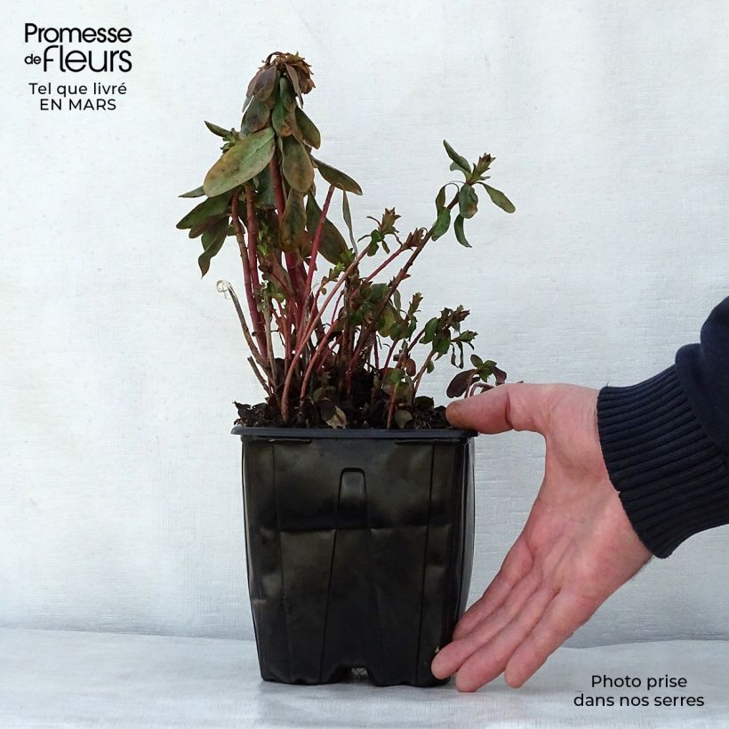 Amostra de Euphorbia amygdaloides var. robbiae Vaso de 2 L/3 L tal como entregue na primavera