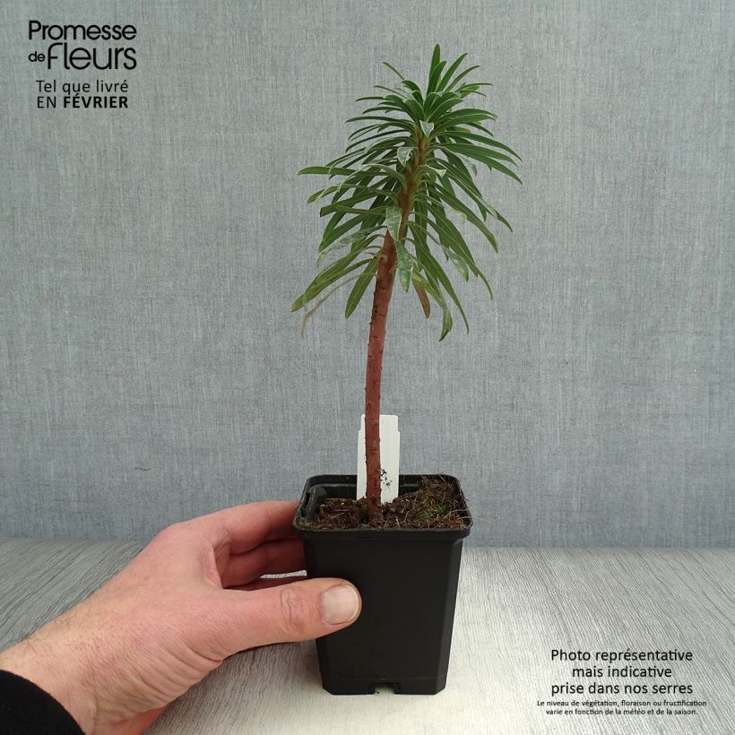 Amostra de Euphorbe characias Black Pearl Vaso de 8/9 cm tal como entregue no inverno