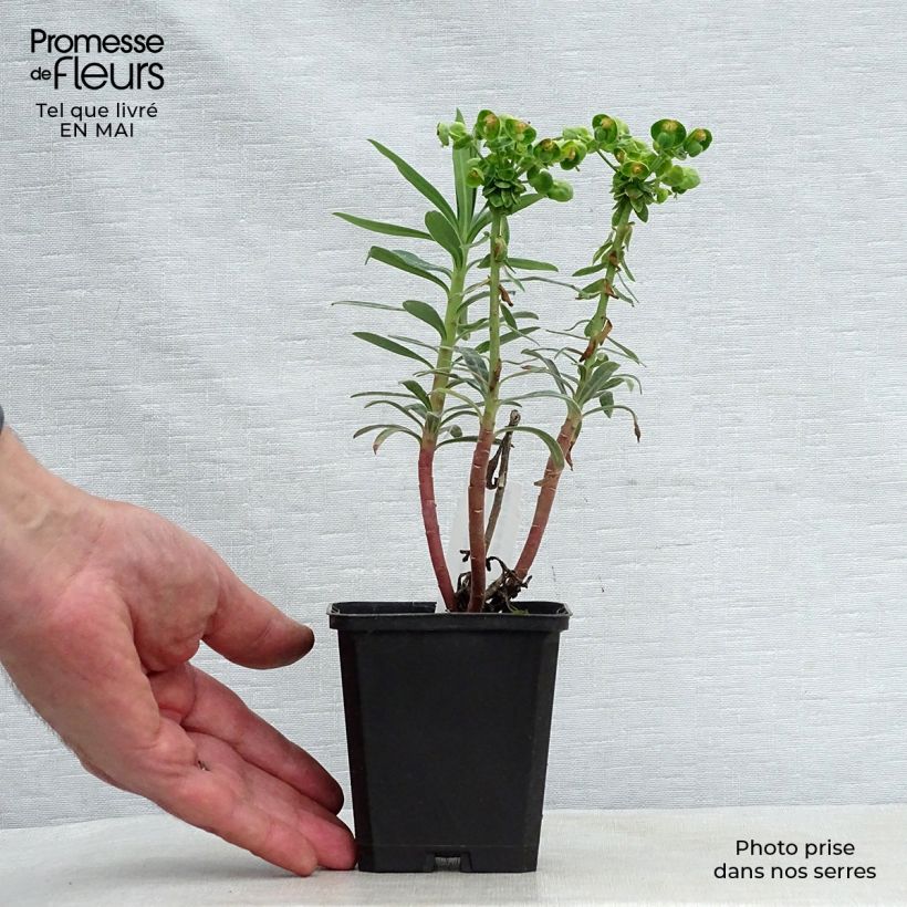 Amostra de Trovisco-macho Blue Wonder Vaso de 8/9 cm tal como entregue na primavera