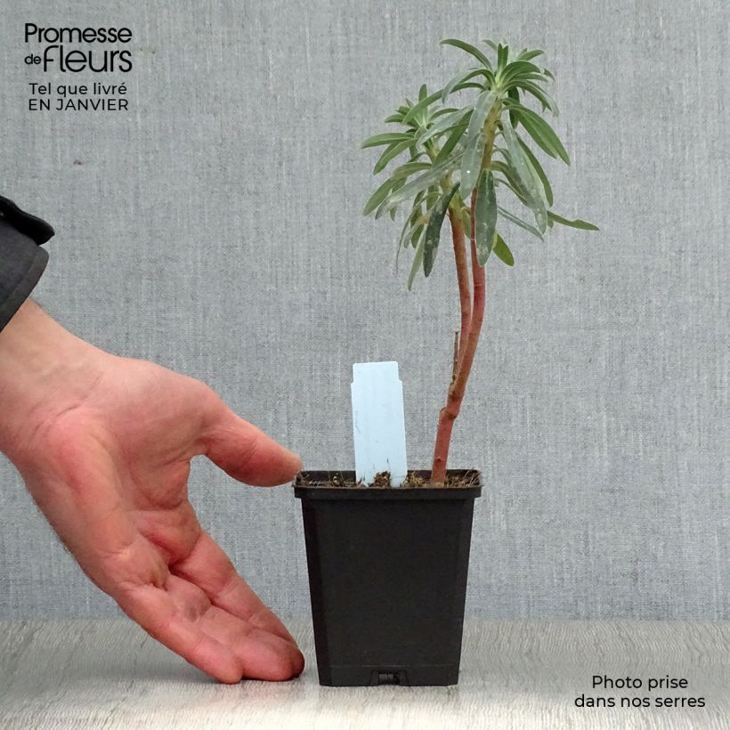 Amostra de Trovisco-macho Blue Wonder Vaso de 8/9 cm tal como entregue no inverno