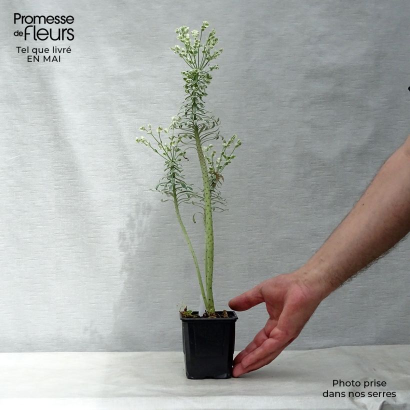 Amostra de Trovisco-macho Glacier Blue Vaso de 8/9 cm tal como entregue na primavera