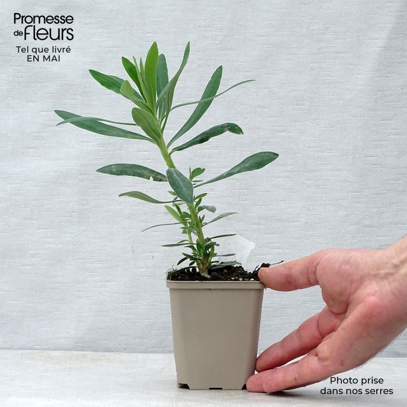 Amostra de Trovisco-macho Humpty Dumpty Vaso de 8/9 cm tal como entregue na primavera