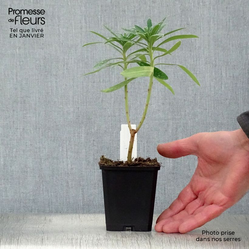 Amostra de Trovisco-macho Humpty Dumpty Vaso de 8/9 cm tal como entregue no inverno