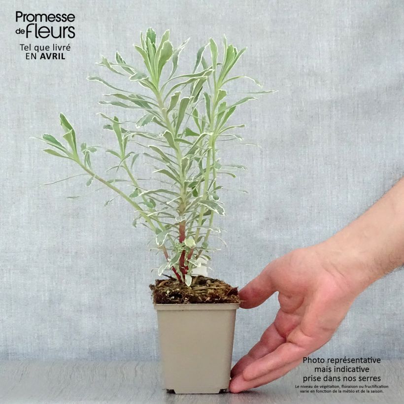 Amostra de Trovisco-macho Wilcott Vaso de 8/9 cm tal como entregue na primavera