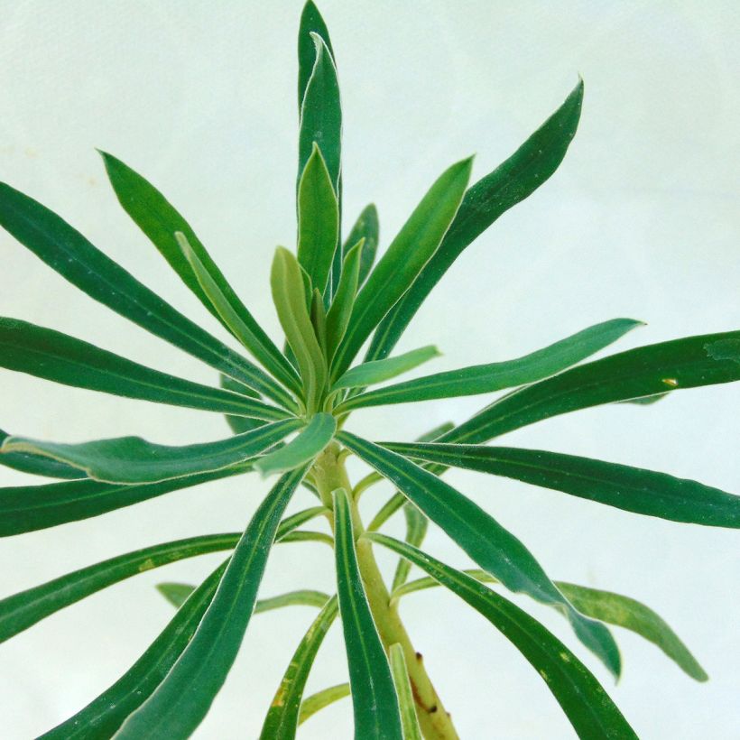 Trovisco-macho Wulfenii (Folhagem)