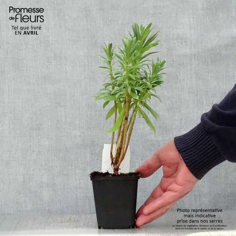 Amostra de Trovisco-macho Wulfenii Vaso de 8/9 cm tal como entregue na primavera