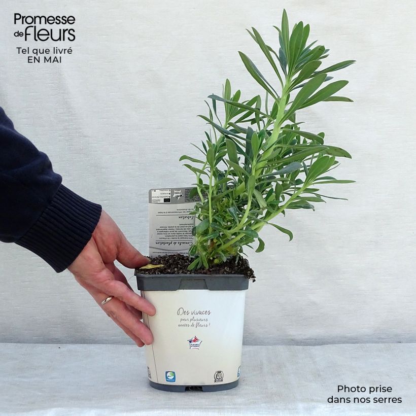 Amostra de Trovisco-macho Wulfenii Vaso de 2 L/3 L tal como entregue na primavera