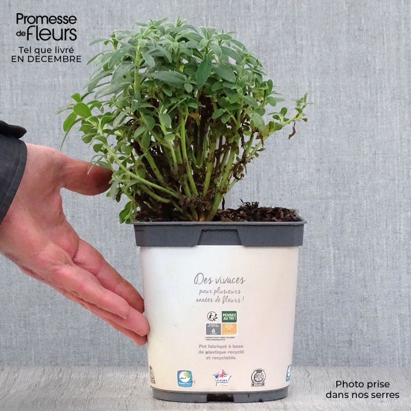 Amostra de Euphorbe characias ssp. wulfenii Vaso de 2 L/3 L tal como entregue no inverno