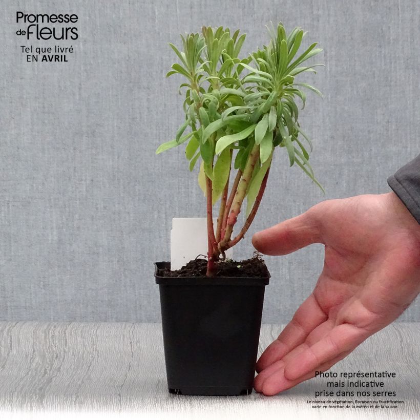 Amostra de Euphorbe characias ssp. wulfenii Vaso de 8/9 cm tal como entregue no inverno