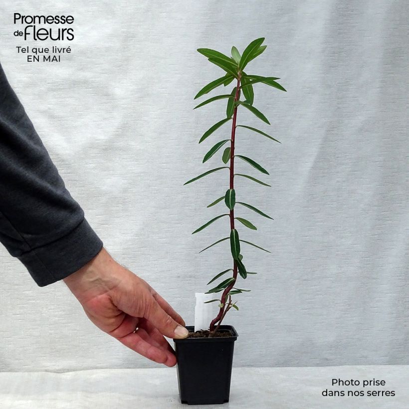 Amostra de Euphorbia cornigera Goldener Turm Vaso de 8/9 cm tal como entregue na primavera