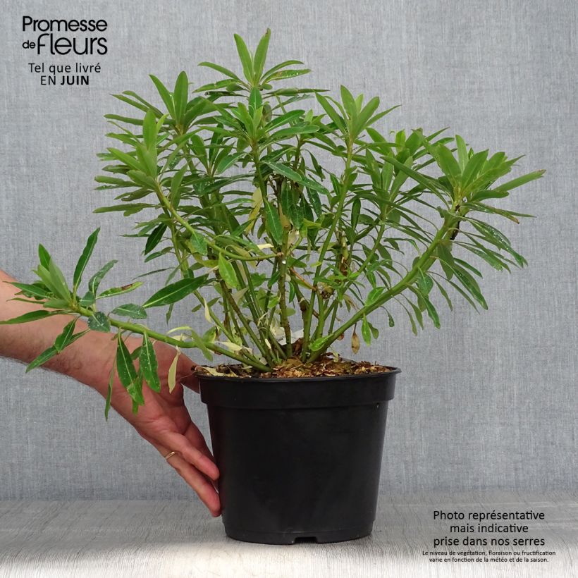 Amostra de Euphorbia mellifera Vaso de 2 L/3 L tal como entregue no verão