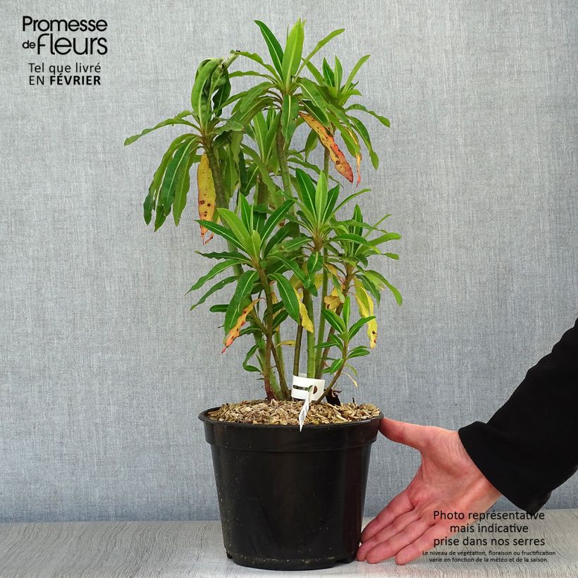 Amostra de Euphorbia mellifera Vaso de 2 L/3 L tal como entregue no inverno